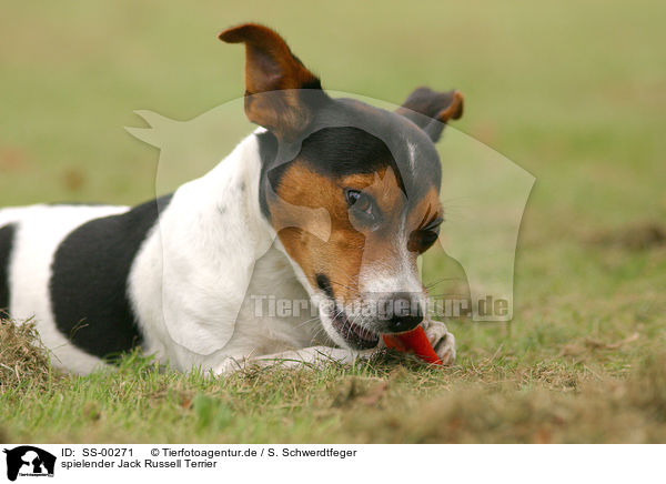 spielender Jack Russell Terrier / SS-00271