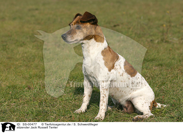 sitzender Jack Russell Terrier / SS-00477