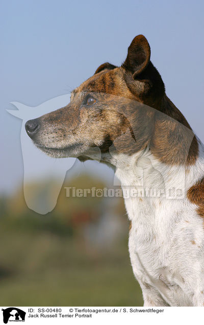 Jack Russell Terrier Portrait / Jack Russell Terrier Portrait / SS-00480