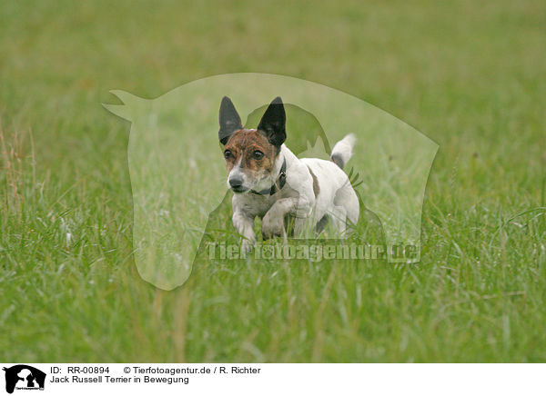 Jack Russell Terrier in Bewegung / Jack Russell Terrier in action / RR-00894