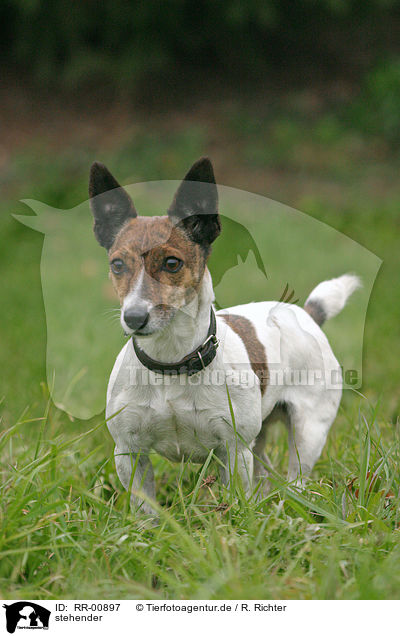 stehender / standing Jack Russell Terrier / RR-00897