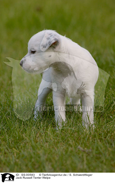 Jack Russell Terrier Welpe / Jack Russell Terrier Puppy / SS-00583