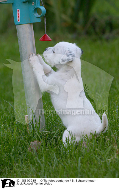 Jack Russell Terrier Welpe / Jack Russell Terrier Puppy / SS-00585