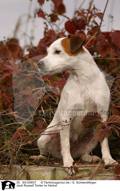 Jack Russell Terrier im Herbst / Jack Russell Terrier in the autumn / SS-00607