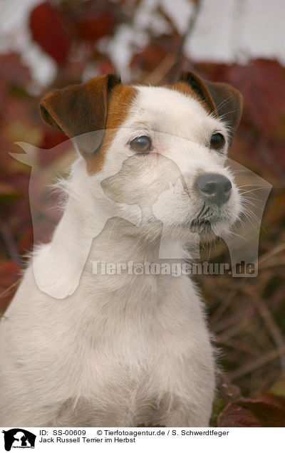 Jack Russell Terrier im Herbst / Jack Russell Terrier in the autumn / SS-00609