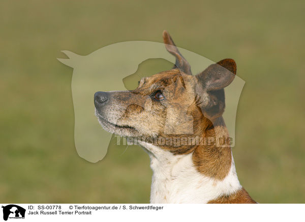 Jack Russell Terrier Portrait / Jack Russell Terrier Portrait / SS-00778