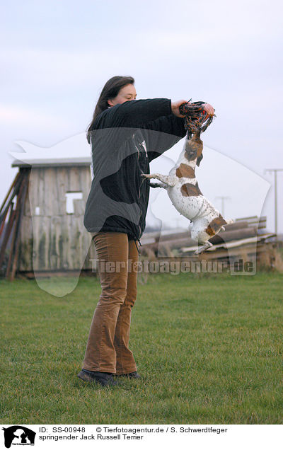 springender Jack Russell Terrier / springender Jack Russell Terrier / SS-00948