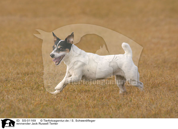 rennender Jack Russell Terrier / SS-01169