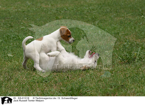 Jack Russell Terrier Welpen / Jack Russell Terrier Puppies / SS-01318