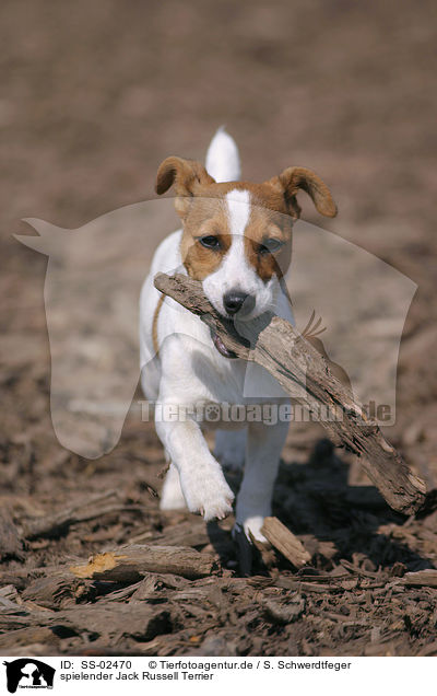 spielender Jack Russell Terrier / SS-02470
