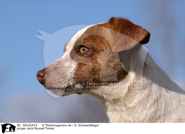 junger Jack Russell Terrier / SS-02474