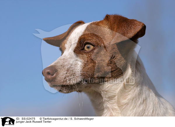junger Jack Russell Terrier / SS-02475