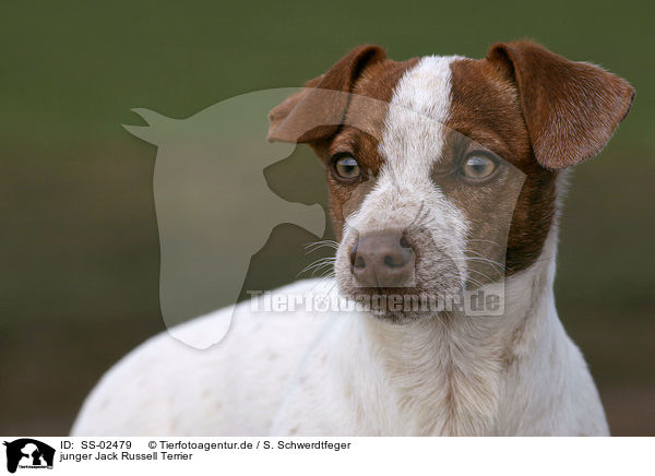 junger Jack Russell Terrier / SS-02479