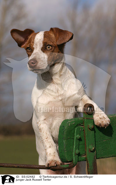 junger Jack Russell Terrier / SS-02482