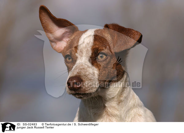 junger Jack Russell Terrier / SS-02483