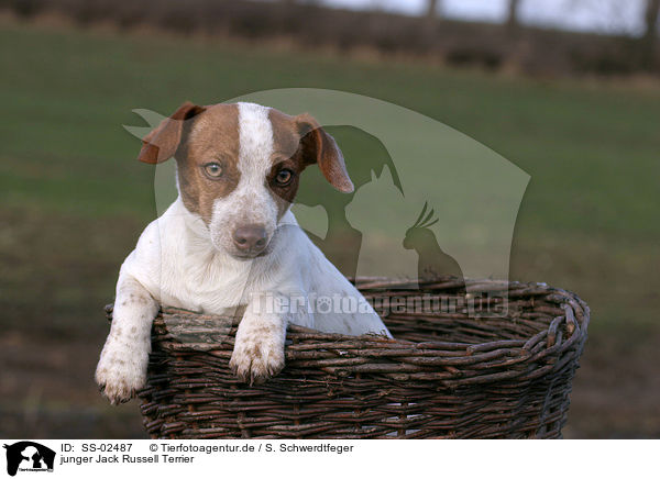 junger Jack Russell Terrier / SS-02487