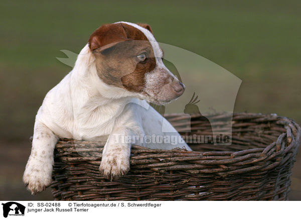 junger Jack Russell Terrier / SS-02488