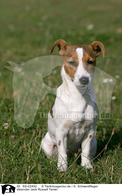 sitzender Jack Russell Terrier / SS-02492