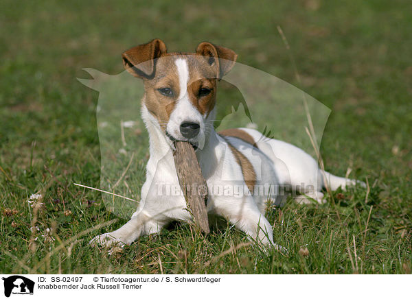 knabbernder Jack Russell Terrier / SS-02497