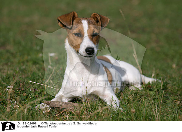 liegender Jack Russell Terrier / SS-02498