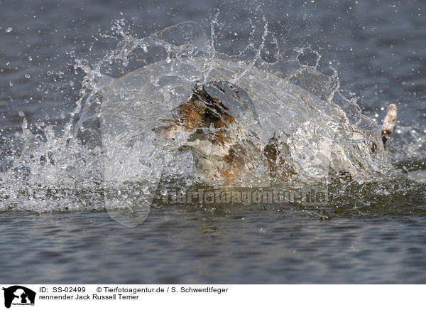 rennender Jack Russell Terrier / running Jack Russell Terrier / SS-02499