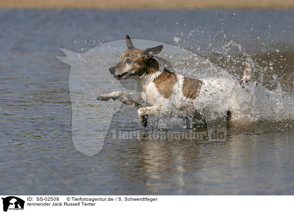 rennender Jack Russell Terrier / SS-02508