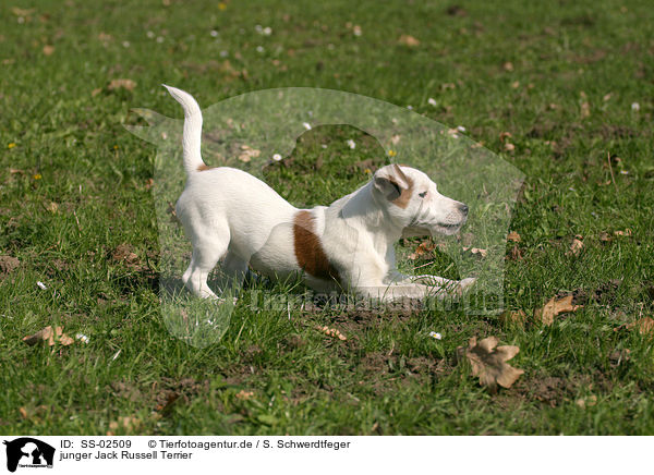 junger Jack Russell Terrier / young Jack Russell Terrier / SS-02509