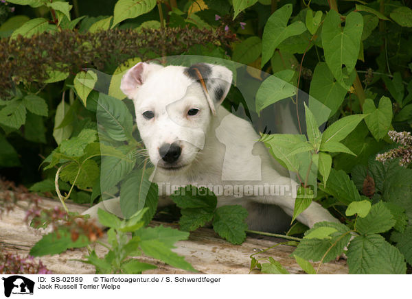 Jack Russell Terrier Welpe / SS-02589