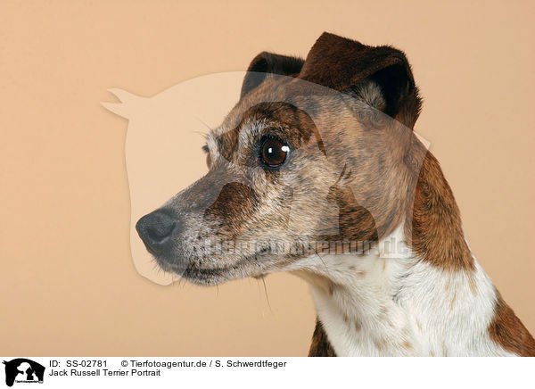 Jack Russell Terrier Portrait / SS-02781
