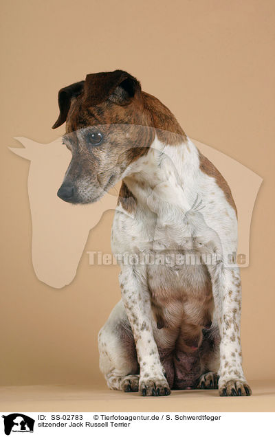 sitzender Jack Russell Terrier / SS-02783
