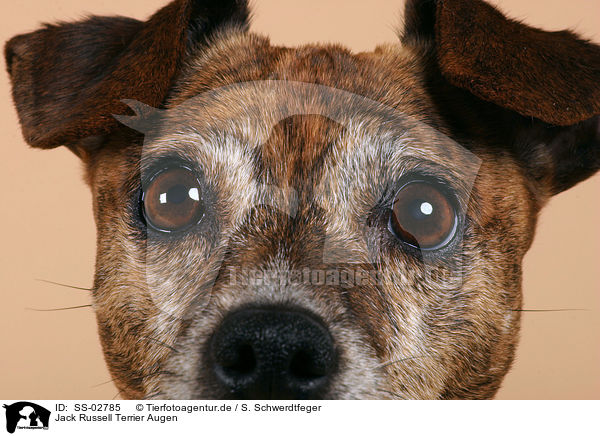 Jack Russell Terrier Augen / Jack Russell Terrier eyes / SS-02785
