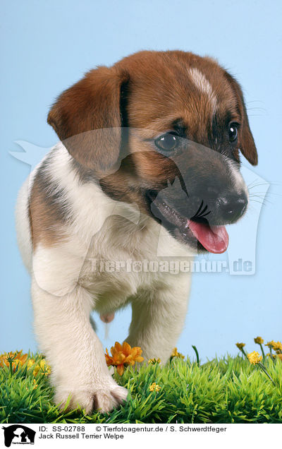 Jack Russell Terrier Welpe / Jack Russell Terrier Puppy / SS-02788