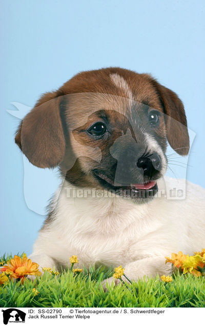 Jack Russell Terrier Welpe / Jack Russell Terrier Puppy / SS-02790