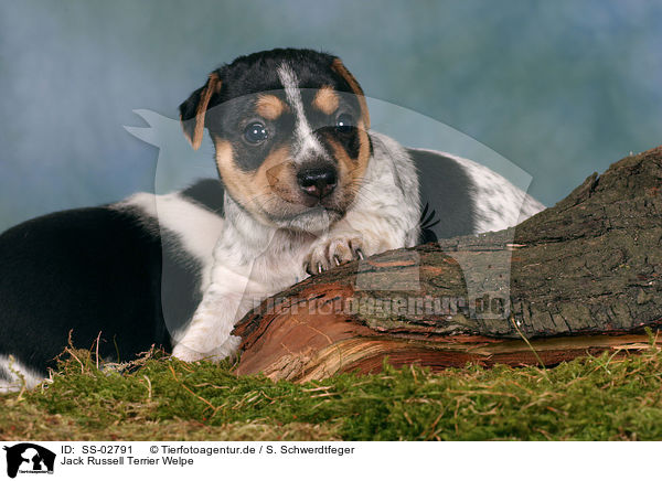 Jack Russell Terrier Welpe / Jack Russell Terrier Puppy / SS-02791