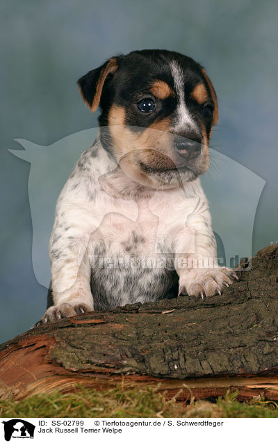 Jack Russell Terrier Welpe / Jack Russell Terrier Puppy / SS-02799