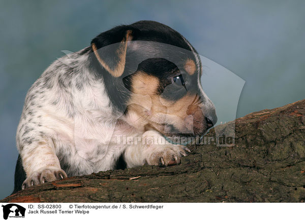 Jack Russell Terrier Welpe / Jack Russell Terrier Puppy / SS-02800