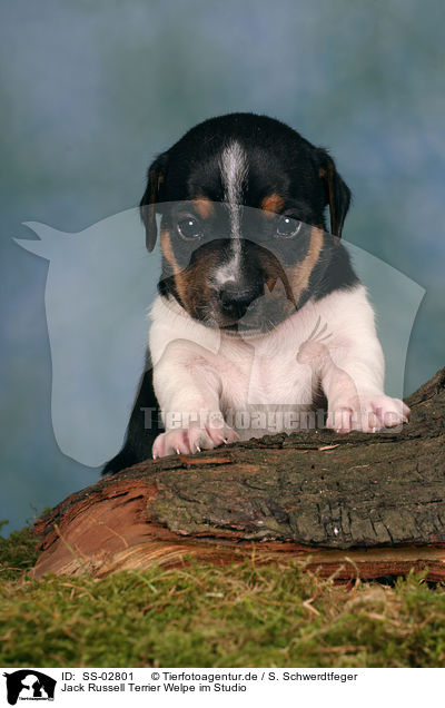 Jack Russell Terrier Welpe im Studio / Jack Russell Terrier puppy / SS-02801