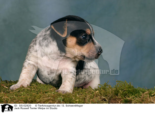 Jack Russell Terrier Welpe im Studio / Jack Russell Terrier puppy / SS-02820