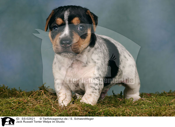 Jack Russell Terrier Welpe im Studio / Jack Russell Terrier puppy / SS-02821