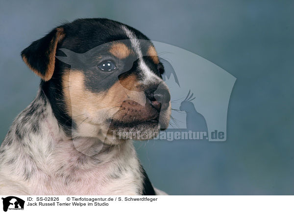Jack Russell Terrier Welpe im Studio / SS-02826