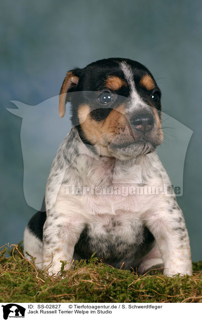 Jack Russell Terrier Welpe im Studio / SS-02827