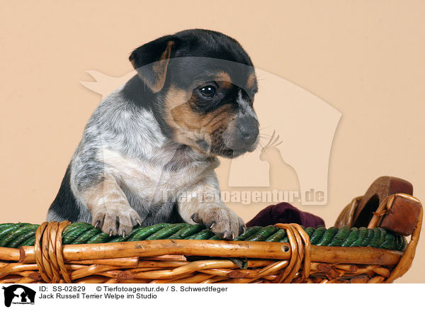 Jack Russell Terrier Welpe im Studio / SS-02829