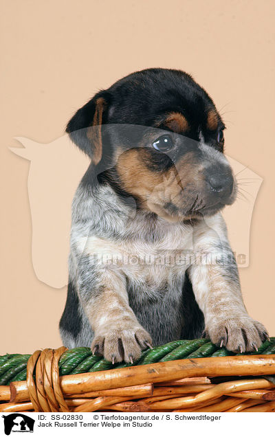 Jack Russell Terrier Welpe im Studio / SS-02830