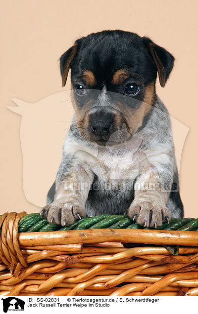 Jack Russell Terrier Welpe im Studio / SS-02831