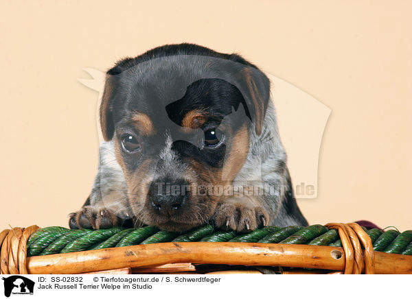 Jack Russell Terrier Welpe im Studio / SS-02832