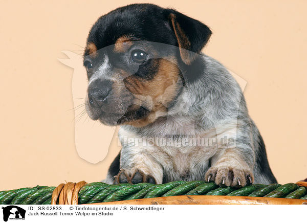 Jack Russell Terrier Welpe im Studio / SS-02833