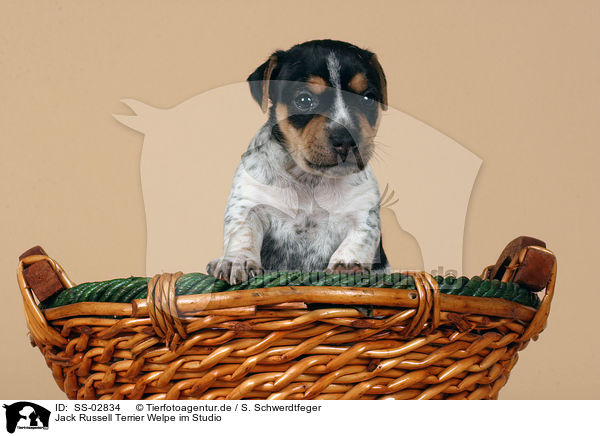 Jack Russell Terrier Welpe im Studio / SS-02834