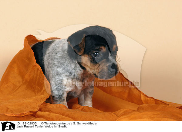 Jack Russell Terrier Welpe im Studio / SS-02835