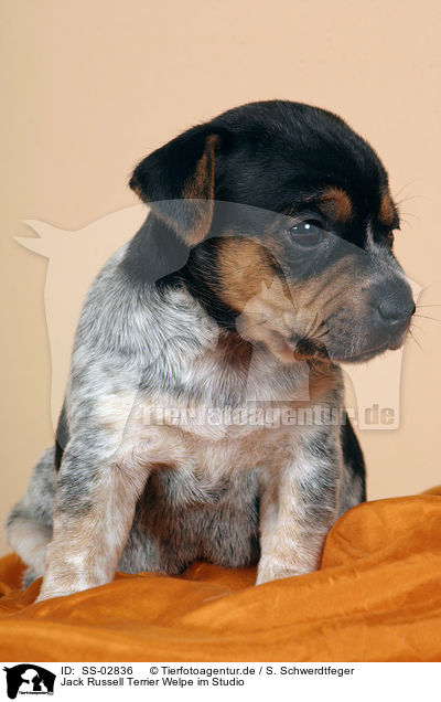 Jack Russell Terrier Welpe im Studio / SS-02836