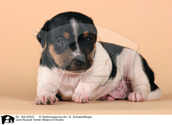 Jack Russell Terrier Welpe im Studio / SS-02837